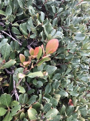 Rhaphiolepis indica