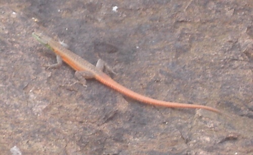 Platysaurus lebomboensis