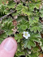 Alchemilla orbiculata