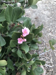 Rhaphiolepis indica