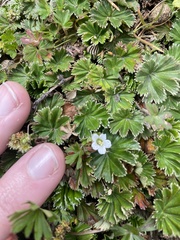 Alchemilla orbiculata