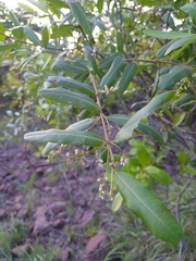 Ozoroa paniculosa