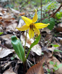 Erythronium americanum