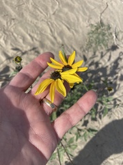 Helianthus petiolaris canescens
