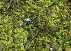 Austroargiolestes elke