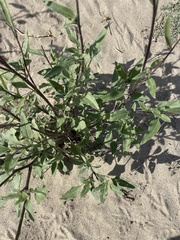 Helianthus petiolaris canescens