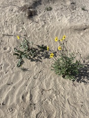 Helianthus petiolaris canescens