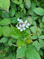 Rubus