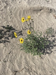 Helianthus petiolaris canescens