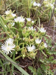 Delosperma herbeum