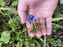Gentianella rapunculoides