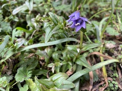 Gentianella rapunculoides