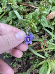 Gentianella rapunculoides