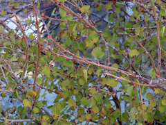 Amelanchier utahensis