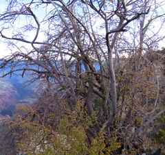Amelanchier utahensis