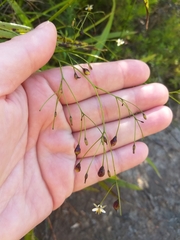 Dianella nigra