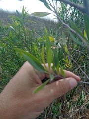 Tessaria integrifolia