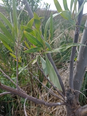 Tessaria integrifolia