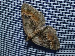 Xanthorhoe quadrifasiata