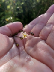 Dianella nigra
