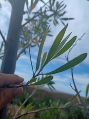 Tessaria integrifolia
