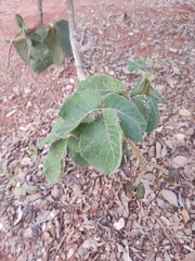 Caryocar brasiliense