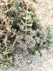 Euphorbia leucophylla