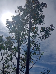 Tessaria integrifolia