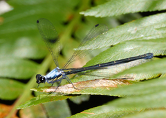 Austroargiolestes elke