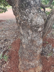 Caryocar brasiliense