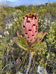 Protea speciosa