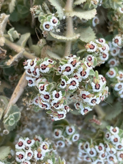 Euphorbia leucophylla