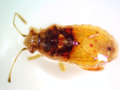 Arhyssus