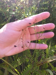 Dianella nigra