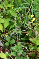 Potentilla cryptotaeniae