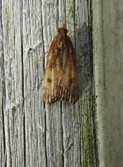 Eudonia asterisca