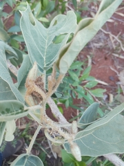 Solanum falciforme