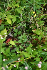 Potentilla cryptotaeniae