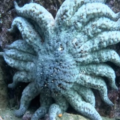 Pycnopodia helianthoides