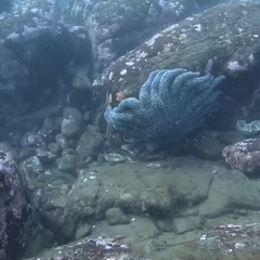 Pycnopodia helianthoides