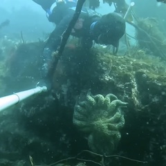 Pycnopodia helianthoides