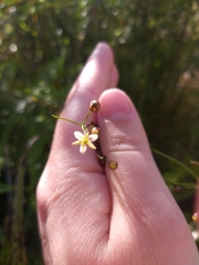 Dianella nigra