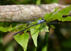 Austroargiolestes elke