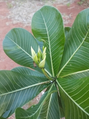 Himatanthus obovatus