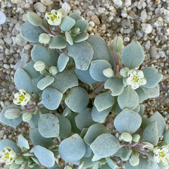 Drymaria holosteoides