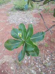 Himatanthus obovatus