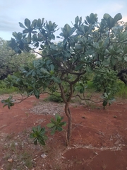 Himatanthus obovatus