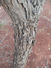 Himatanthus obovatus