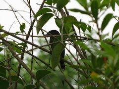 Pachyramphus polychopterus