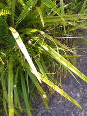 Dianella nigra